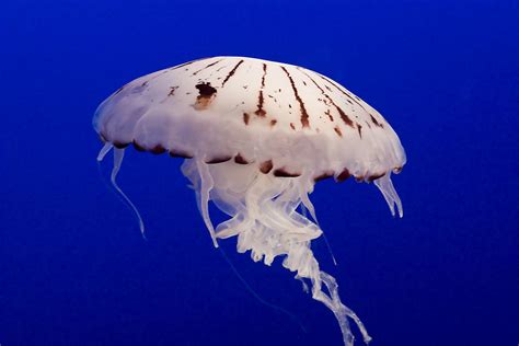 medusa animal - celula eucarionte animal